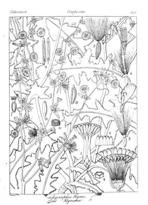 Brachyramphus heyneanus та lactuca heyneana