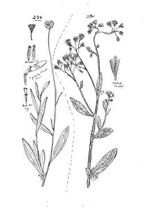 Brachyscome basaltica та conyza aegyptiaca