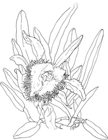 Брасавола ( rhyncholaelia digbyana)