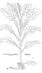 brassicae primum genus