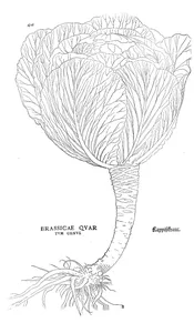 brassicae quartum genus