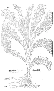 brassicae secundum genus