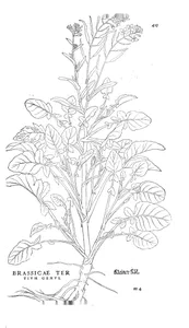 brassicae tertium genus