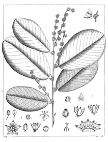 bridelia retusa