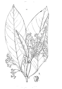 Brombya platynema