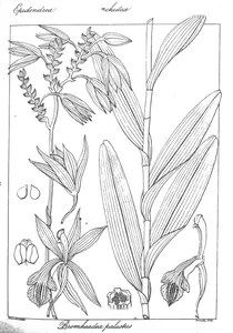 Bromheadea palustris