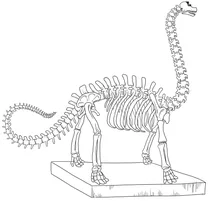 Brontosaurus skeleton in museum
