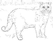 Британська короткошерста