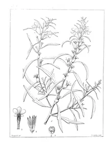 Buchnera euphrasioides