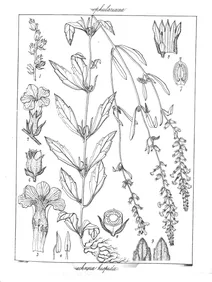 Buchnera hispida