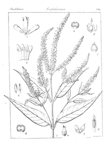Buddleja discolor