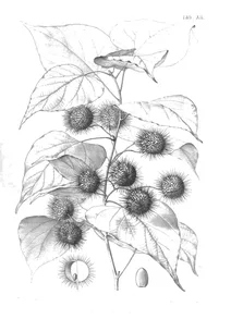 buettneria tahitensis