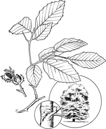 Буки