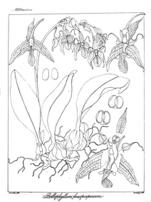 Bulbophyllum fuscopurpureum
