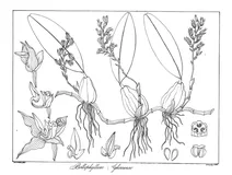 Bulbophyllum neilgherrense