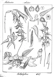 Bulbophyllum tremulum