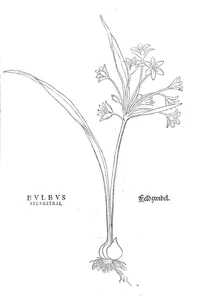 bulbus sylvestris