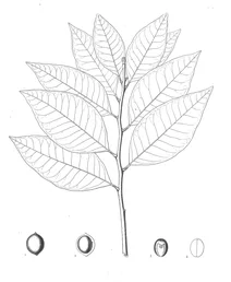 bumelia nigra