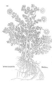 buphthalmum