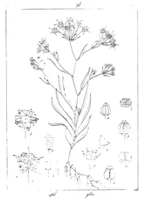 Bupleurum distichophyllum