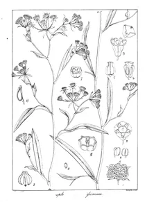 Bupleurum ramosissimum