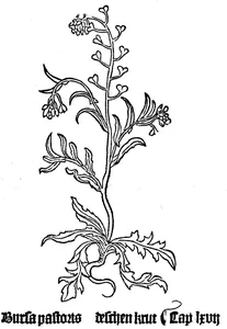Bursa pastoris gart, 1485