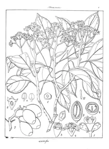 Bursinopetalum arboreum