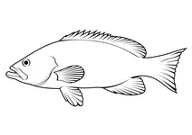 Бурий групер (epinephelus marginatus)