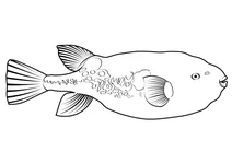 Бурий скелезуб (takifugu rubripes)