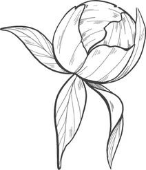 Бутон півонії