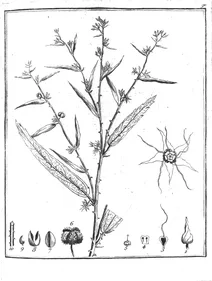 Buttneria scabra aublet, 1775