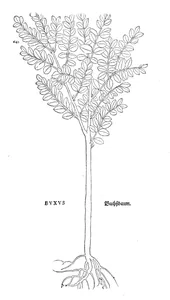 buxus