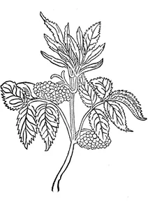 Бузина ґарт, 1485