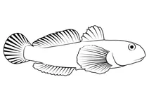 Бичок-кругляк (neogobius melanostomus)