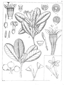 byrsophyllum tetrandrum