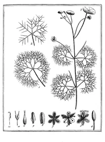 Cabomba aquatica aublet, 1775