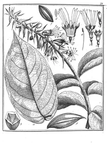 Cacoucia coccinea aublet, 1775