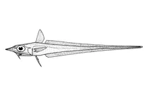 Caelorinchus innotabilis (примітний хвостокол)