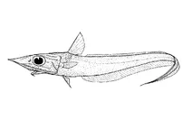 Caelorinchus kaiyomaru (кемпбелл‑хвостокол)