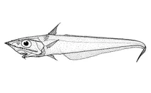 Caelorinchus kermadecus (кермадекський хвостокол)