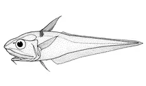 Caelorinchus matamua (махія‑хвостокол)