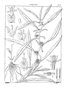Caesulia axillaris roxb
