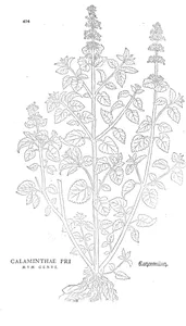calaminthae primum genus