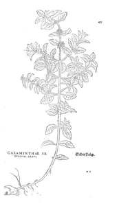 calaminthae secundum genus