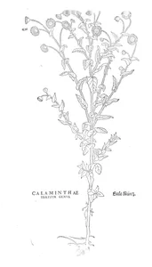 calaminthae tertium genus