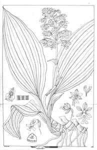 Calanthe perrottelii