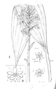 Calanthe veratrifolia