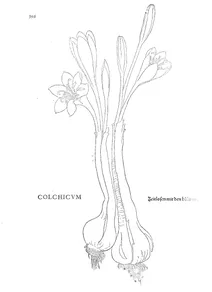 calchicum