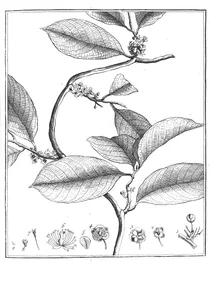 Calinea scandens aublet, 1775