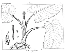 Calla calyptrata roxb